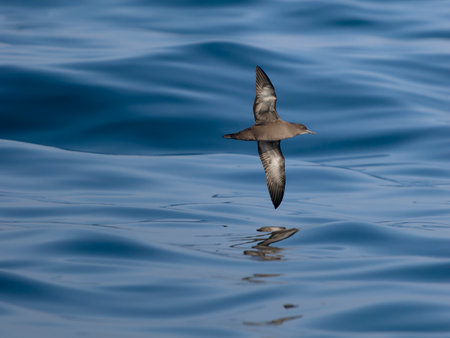 Sooty shearwater, Puffinus griseus, single bird in flight at sea, Yorkshire, August 2024の写真素材