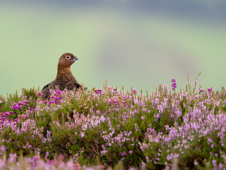 Red grouse, Lagopus lagopus scotica, single bird in flowering heather, Yorkshire, August 2024の写真素材