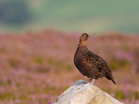 Red grouse, Lagopus lagopus scotica, single bird on rock in flowering heather, Yorkshire, August 2024の写真素材