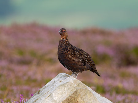 Red grouse, Lagopus lagopus scotica, single bird on rock in flowering heather, Yorkshire, August 2024の写真素材