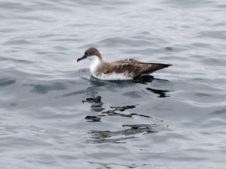 Great shearwater, Puffinus gravis, Single bird on water, Off the Scilly Isles, UK, August 2024の写真素材