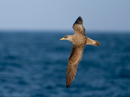 Cory's shearwater, Calonectris borealis, Single bird in flight, Off the Scilly Isles, UK, August 2024の写真素材