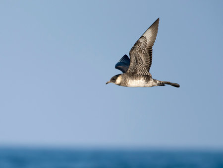 Pomarine skua or jaeger, Stercorarius pomarinus, Single bird in flight, Off the Scilly Isles, UK, August 2024の写真素材