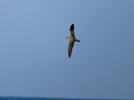 Cory's shearwater, Calonectris borealis, Single bird in flight, Off the Scilly Isles, UK, August 2024の写真素材