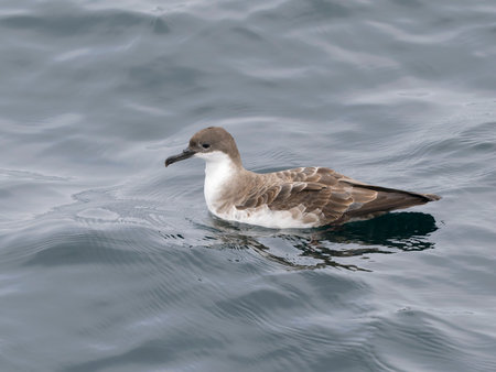 Great shearwater, Puffinus gravis, Single bird on water, Off the Scilly Isles, UK, August 2024の写真素材