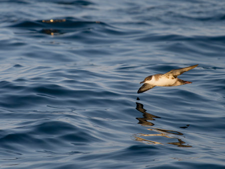 Great shearwater, Puffinus gravis, Single bird in flight, Off the Scilly Isles, UK, August 2024の写真素材