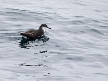 Manx shearwater, Puffinus puffinus, Single bird on water, Off the Scilly Isles, UK, August 2024の写真素材