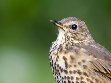Song thrush, Turdus philomelos, Single bird on grass, Scilly Isles, UK, August 2024の写真素材