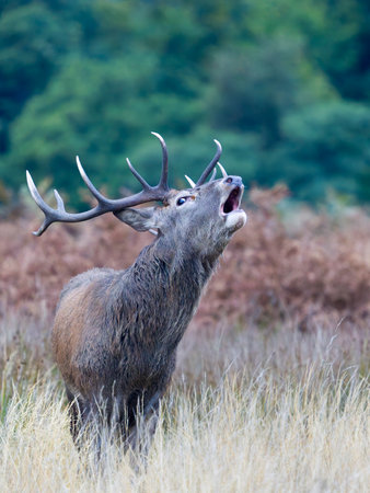 Red deer, Cervus elaphus, single male on grass, Richmond Park, UK. October 2024の写真素材