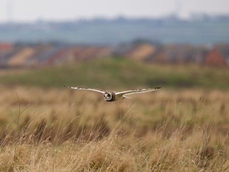 Short-eared owl, Asio flammeus, single bird in flight, Teeside, November 2024の写真素材