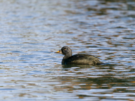 Common scoter, Melanitta nigra, single male bird on water, Gloucestershire, November 2024の写真素材