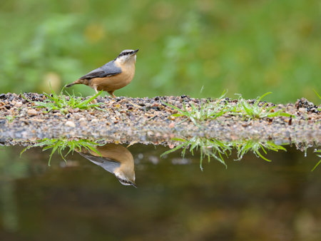 Nuthatch, Sitta europaea,  Single bird by water, Warwickshire, November 2024の写真素材