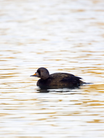 Common scoter, Melanitta nigra, single male bird on water, Gloucestershire, November 2024の写真素材
