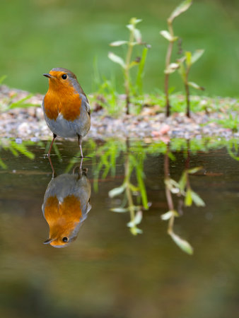 Robin, Erithacus rubecula, single bird by water, Warwickshire, November 2024の写真素材