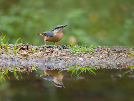 Nuthatch, Sitta europaea,  Single bird by water, Warwickshire, November 2024の写真素材