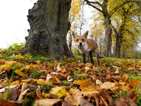 Red fox, Vulpes vulpes, single mammal in autum leaves, London, November 2024の写真素材