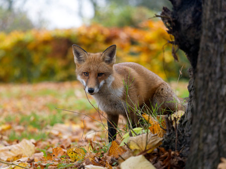 Red fox, Vulpes vulpes, single mammal in autum leaves, London, November 2024の写真素材