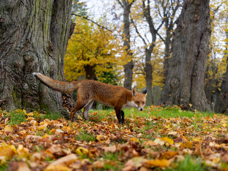 Red fox, Vulpes vulpes, single mammal in autum leaves, London, November 2024の写真素材