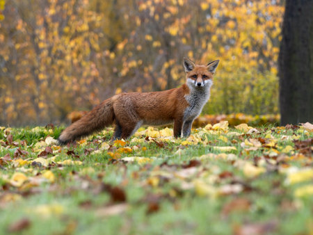Red fox, Vulpes vulpes, single mammal in autum leaves, London, November 2024の写真素材