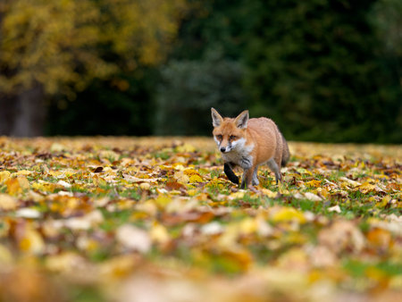 Red fox, Vulpes vulpes, single mammal in autum leaves, London, November 2024の写真素材