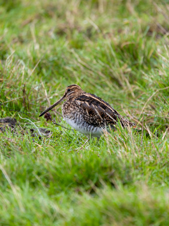 Common snipe, Gallinago gallinago, single bird in grass, Lincolnshire, November 2024の写真素材