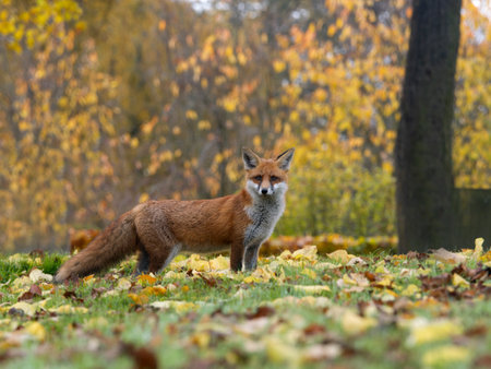 Red fox, Vulpes vulpes, single mammal in autum leaves, London, November 2024の写真素材