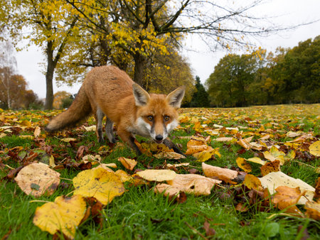 Red fox, Vulpes vulpes, single mammal in autum leaves, London, November 2024の写真素材