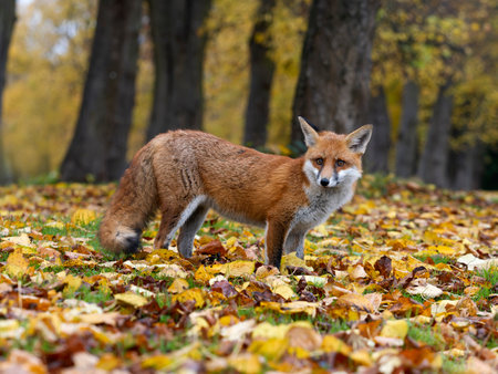 Red fox, Vulpes vulpes, single mammal in autum leaves, London, November 2024の写真素材