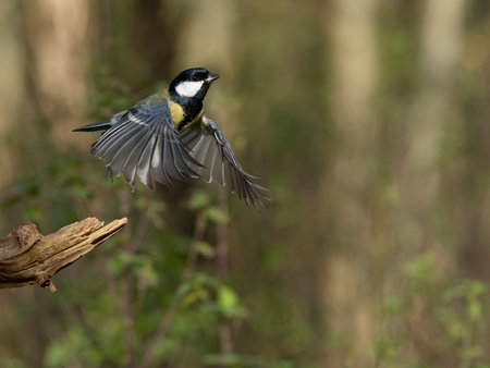 Great tit, Parus major, single bird in flight, West Midlands, November 2024の写真素材