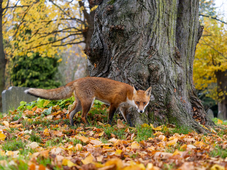 Red fox, Vulpes vulpes, single mammal in autum leaves, London, November 2024の写真素材