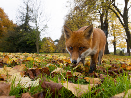 Red fox, Vulpes vulpes, single mammal in autum leaves, London, November 2024の写真素材