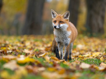 Red fox, Vulpes vulpes, single mammal in autum leaves, London, November 2024の写真素材