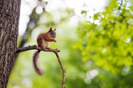 Eurasian red squirrel (Sciurus vulgaris) sitting on a branch and eating walnutの写真素材