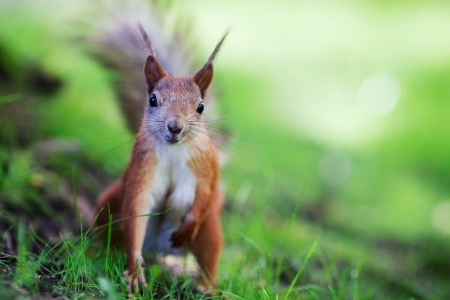 Curious eurasian red squirrel (Sciurus vulgaris) sitting on ground, front view, shallow dofの写真素材