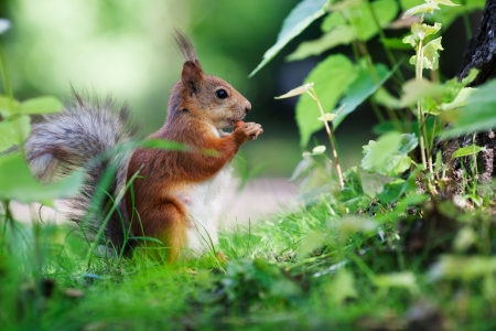 Eurasian red squirrel (Sciurus vulgaris) eating hazelnut on ground, side view, shallow dofの写真素材