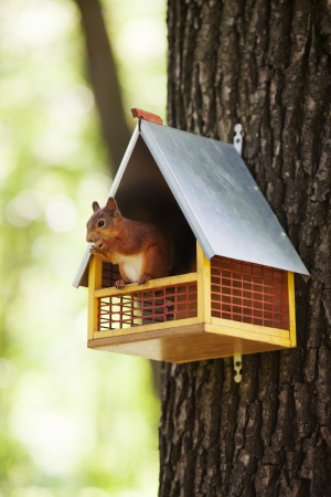 Eurasian red squirrel (Sciurus vulgaris) sitting in feeding trough on tree and eating nuts