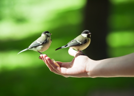 Person feeding little titmouses with an apple, can be the concept of trust, care and nature protectionの写真素材