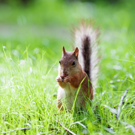 Eurasian red squirrel (Sciurus vulgaris) eating hazelnut on ground, front view, shallow dofの写真素材