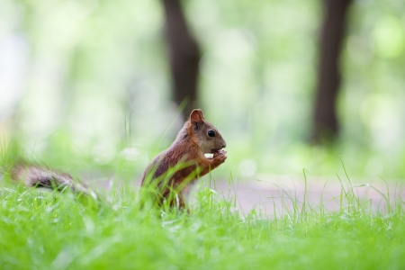 Eurasian red squirrel (Sciurus vulgaris) eating hazelnut on ground, side view, shallow dofの写真素材