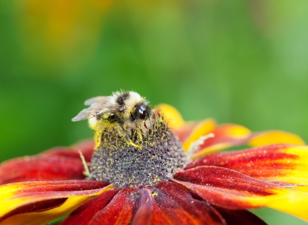 Honey bee  Apis mellifera  with pollen in its pile sitting on a red cone flower, macro, shallow dof, copy spaceの写真素材