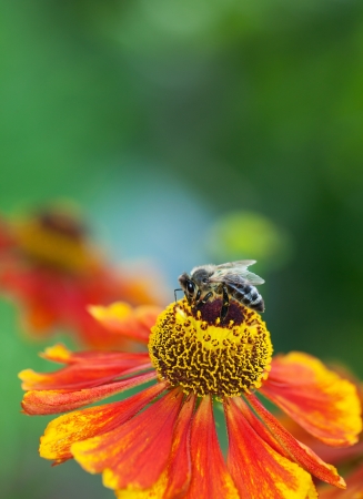 Honey bee  Apis mellifera  sitting on a red helerium flower, macro, shallow dof, copy spaceの写真素材