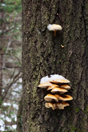 Velvet foot  Flammulina velutipes , also known as winter mushroom or golden needle mushroom, under snowの写真素材