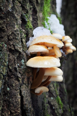 Velvet foot  Flammulina velutipes , also known as winter mushroom or golden needle mushroom, under snowの写真素材