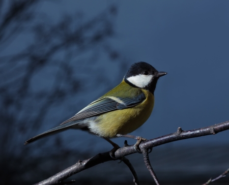 Titmouse (Parus major) sitting on branch, copy space; side viewの写真素材