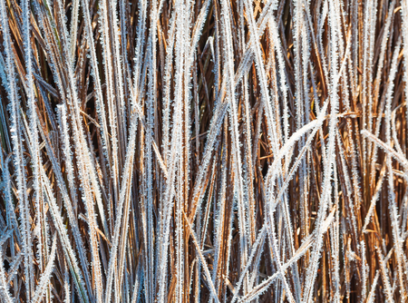 Grass covered with hoar frost, close up