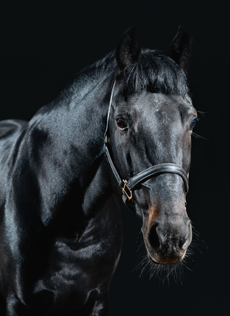 Beautiful black stallion isolated on dark background; close-upの写真素材
