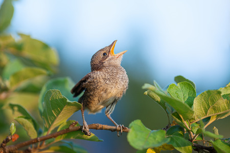 Baby whitethroat sitting on the branch with open beak (Common Whitethroat  Sylvia communis)の写真素材