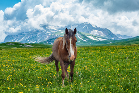 Horse grazing in mountain valley, Altai, Russiaの写真素材