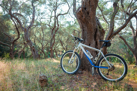 Mountain bike in an olive grove, against a tree; copy spaceの写真素材