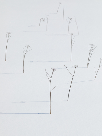 Field covered with snow, rare dried herbs casting shadows on the ideal snow surface, minimalist...